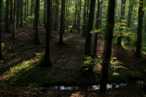 Forest, trees Forest, trees